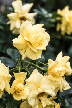 Tayland, Garden 'da Güneş Gülü veya Sarı Gül.