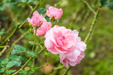 Milrose veya Pembe Gül Bahçede, Tayland.