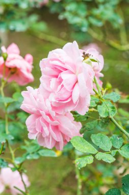 Milrose veya Pembe Gül Bahçede, Tayland.