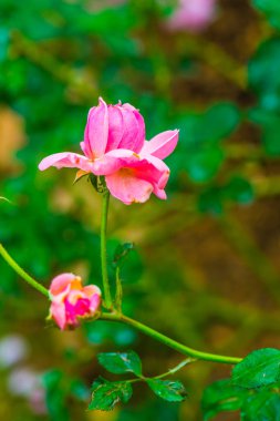 Milrose veya Pembe Gül Bahçede, Tayland.