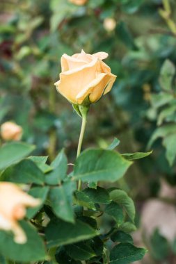 Bhubing 4 Gül veya Sarı ve Pembe Gül Bahçede, Tayland.
