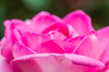 Beverly Rose veya Pembe Gül Bahçede, Tayland.