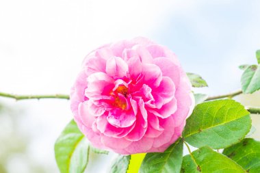 Gertrude Jekyll Rose veya Pembe Gül Bahçede, Tayland.