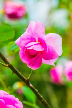 Gertrude Jekyll Rose veya Pembe Gül Bahçede, Tayland.