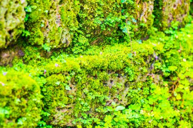 Tayland 'daki Ulusal Park' ta yeşil yosun geçmişi.