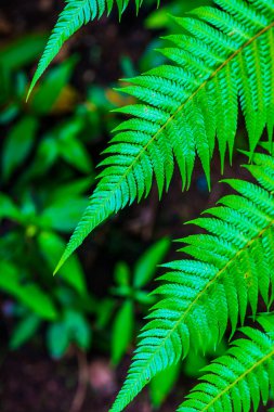 Doğal yeşil arka planı olan eğreltiotu yaprağı, Tayland.