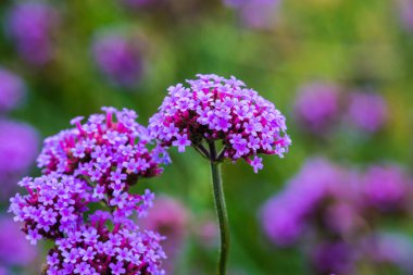 Tayland 'da Verbena çiçekleri.