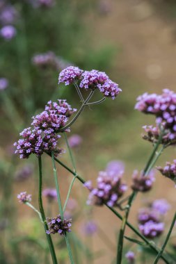 Tayland 'da Verbena çiçekleri.