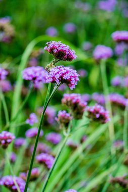 Tayland 'da Verbena çiçekleri.