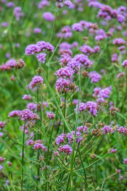 Tayland 'da Verbena çiçekleri.