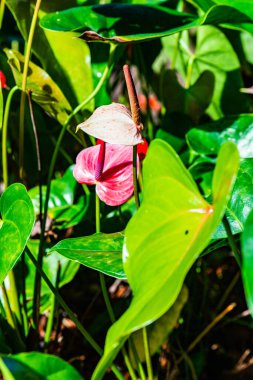 Doğal arka planı olan Anthurium çiçeği, Tayland.