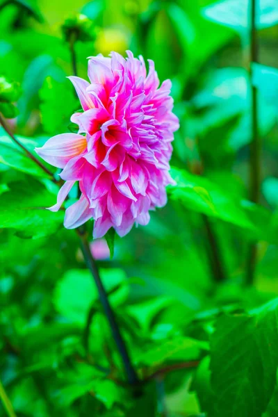 Pembe Dhalia Çiçeğinin Kapanışı, Tayland.