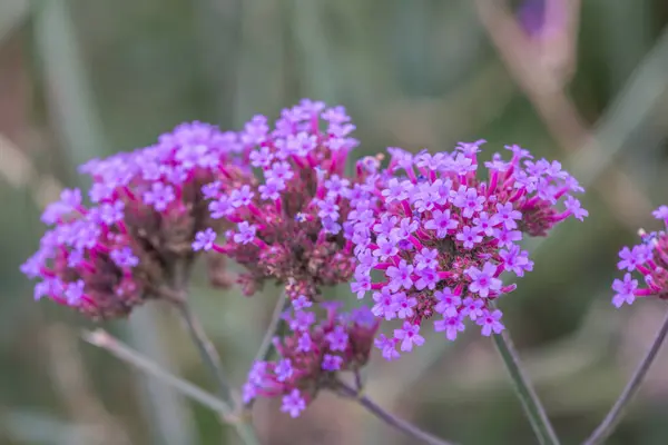 Tayland 'da Verbena çiçekleri.