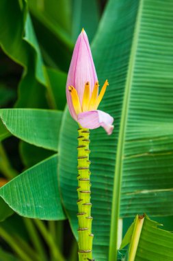 Ağaçta pembe muz çiçeği, Tayland.