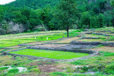 Tayland 'ın Chiangmai eyaletindeki dağda tarım alanı.