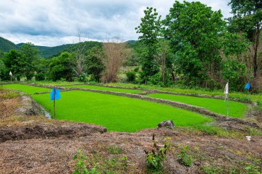 Tayland 'ın Chiangmai eyaletindeki dağda tarım alanı.