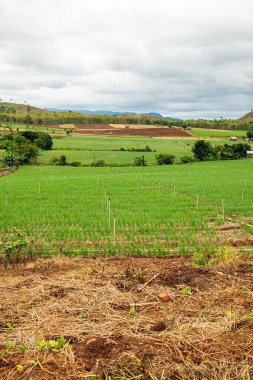 Chiang Mai, Tayland 'da Mae Chaem bölgesinin dağ manzaralı tarım alanı.