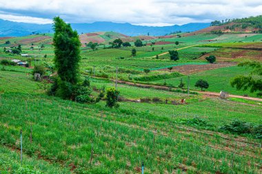 Chiang Mai, Tayland 'da Mae Chaem bölgesinin dağ manzaralı tarım alanı.