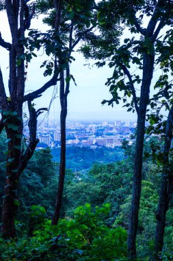 Ağaç önplanlı Chiangmai şehri manzarası, Tayland.