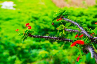 Doğal manzaralı Poi Sian çiçekleri, Tayland.