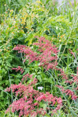 Tayland 'da çimen çiçeği..