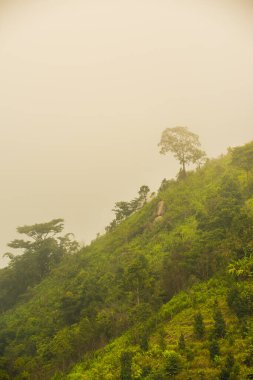 Tayland, Tayland 'da sisli orman.