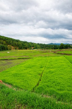 Chiang Mai, Tayland 'da Mae Chaem bölgesinin dağ manzaralı tarım alanı.