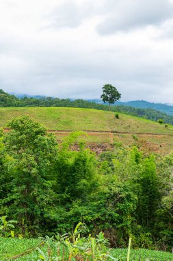 Chiang Mai, Tayland 'da Mae Chaem bölgesinin dağ manzaralı tarım alanı.