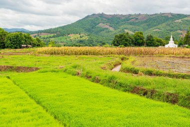 Chiang Mai, Tayland 'da Mae Chaem bölgesinin dağ manzaralı tarım alanı.