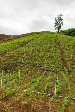 Chiang Mai, Tayland 'da Mae Chaem bölgesinin dağ manzaralı tarım alanı.