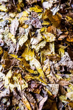 Kuru çay yaprağının arka planı, Tayland.