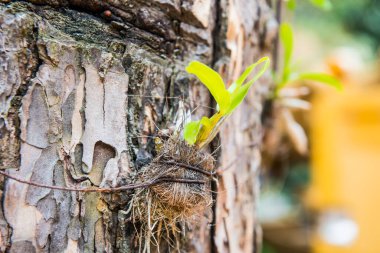 Orkide ağacı, Tayland 'da.
