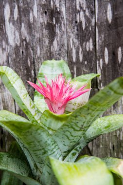 Eski ahşap arka planlı pembe çiçek, Tayland.