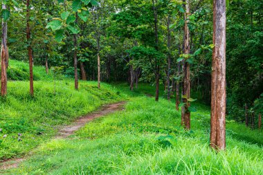 Public park in Chiang Mai province, Thailand.