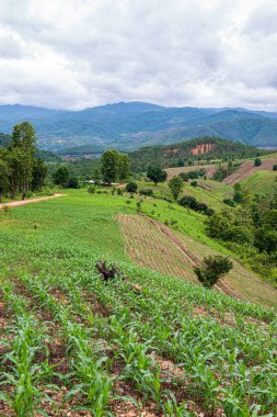 Chiang Mai, Tayland 'da Mae Chaem bölgesinin dağ manzaralı tarım alanı.