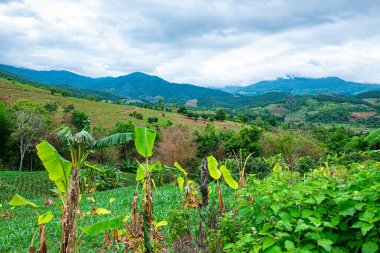 Chiang Mai, Tayland 'da Mae Chaem bölgesinin dağ manzaralı tarım alanı.