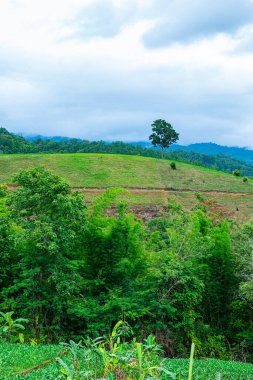 Chiang Mai, Tayland 'da Mae Chaem bölgesinin dağ manzaralı tarım alanı.