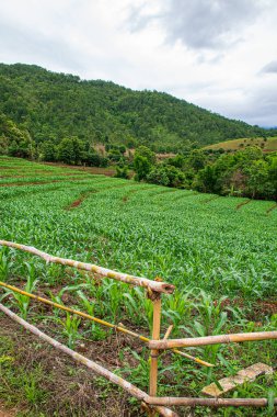 Chiang Mai, Tayland 'da Mae Chaem bölgesinin dağ manzaralı tarım alanı.
