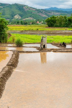 Chiang Mai, Tayland 'da Mae Chaem bölgesinin dağ manzaralı tarım alanı.