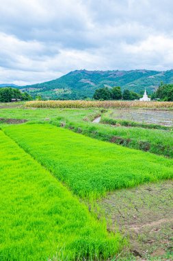 Chiang Mai, Tayland 'da Mae Chaem bölgesinin dağ manzaralı tarım alanı.