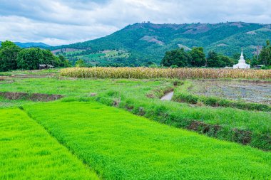 Chiang Mai, Tayland 'da Mae Chaem bölgesinin dağ manzaralı tarım alanı.