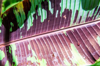 Musa acuminata Colla 'nın muz yaprağı. Zebrina, Tayland.