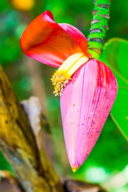Ormanda kırmızı muz Bud, Tayland