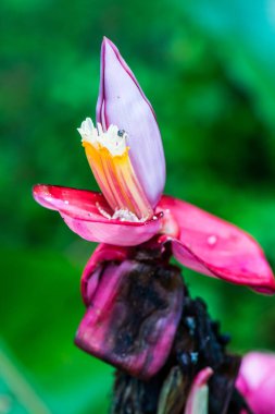 Musa Velutina Wendl ve Drude 'ın muz tomurcuğu, Tayland