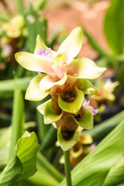 Doğal geçmişi olan Curcuma Alismatifolia çiçeği, Tayland.