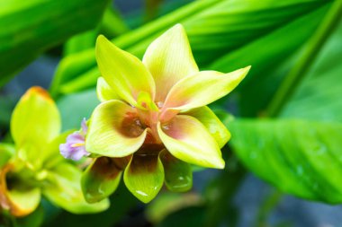 Doğal geçmişi olan Curcuma Alismatifolia çiçeği, Tayland.