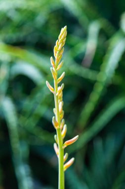 Doğal geçmişi olan Aloe Vera çiçeği, Tayland.