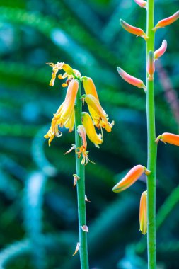 Doğal geçmişi olan Aloe Vera çiçeği, Tayland.