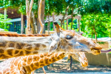 Zürafa 'nın kafası, Tayland.