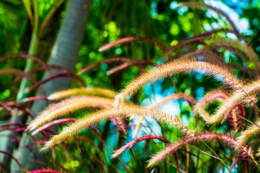 Tayland 'da çimen çiçeği..